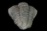 Wide Enrolled Flexicalymene Trilobite - Mt Orab, Ohio #137485-2